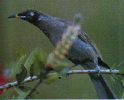 Bridled Honeyeater1.jpg (10393 bytes)