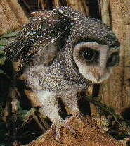 Lesser Sooty Owl.jpg (12355 bytes)