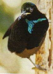 Victoria's Riflebird1.jpg (8478 bytes)