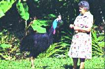 Southern Cassowary